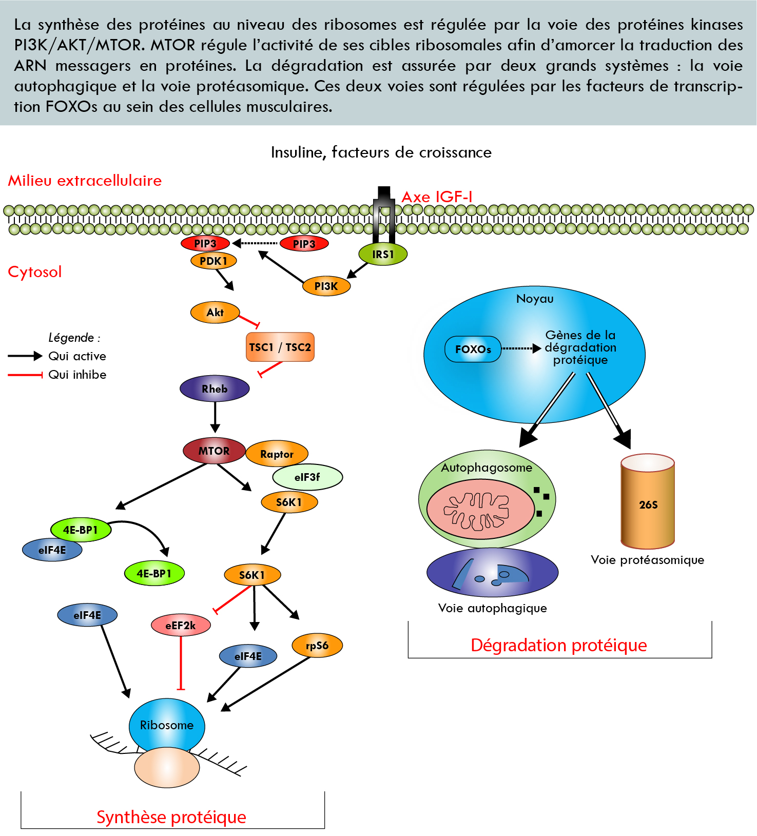 Figure 2 – Voies de signalisation intracellulaires de synthèse et de dégradation protéique.