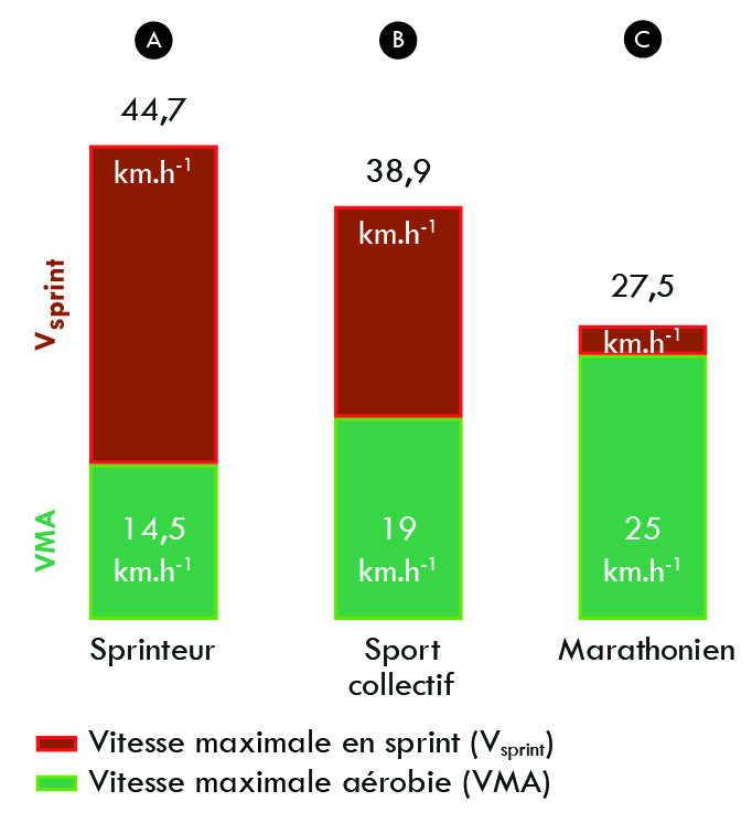Figure 1 – Les différents profils de sportifs en fonction de la vitesse maximale aérobie (VMA) et de la vitesse maximale atteinte en sprint (Vsprint).